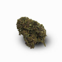 CBH Blüte – Blueberry Yum Yum 33 %